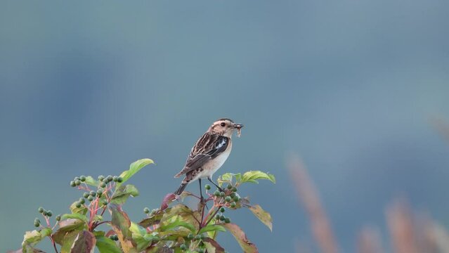 On a sunny summer evening, a male whinchat sits atop the bush with a blue background perpendicular to the camera lens and holds an insect in its beak.