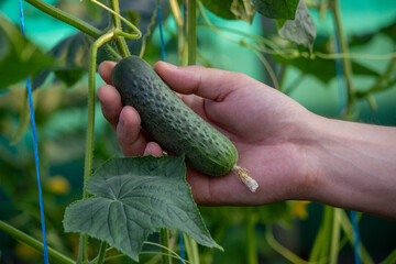 farmer collects cucumbers close-up. Selective focus