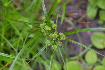 カヤツリグサ属の野草