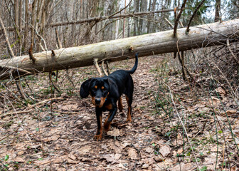 spring walk with a dog in the forest, bare trees, nature without greenery, the ground is covered with dry tree leaves