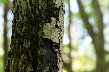 自然の樹木の表面