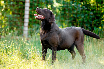 chocolate labrador walks on green grass