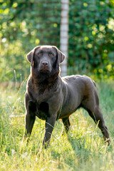chocolate labrador walks on green grass