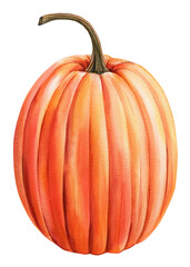 Pumpkin watercolor paint isolated on background. Autumn Hand drawing fall harvest. Vegetable illustration orange pumpkin