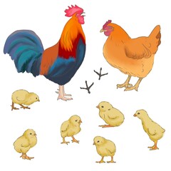 Illustration of chicken family, rooster, hen, chicks, hen trail on white background