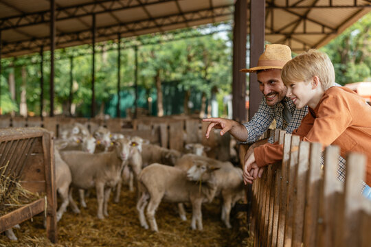 A dad and his son visiting a sheep farm
