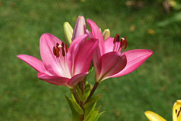 Closeup flowers, bud of red lilies. Blurred green garden, lawn on the background. Dutch garden. Summer, July