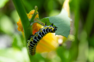 yellow caterpillar on a leaf