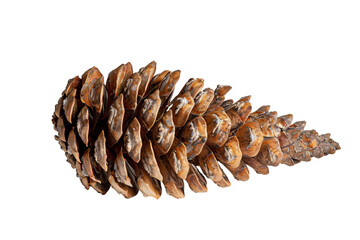 a close up of a pinecone