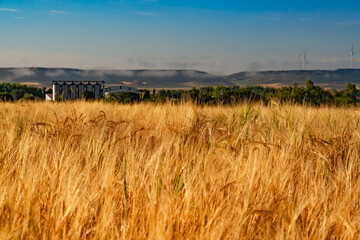 Obraz premium Golden wheat field in the morning. Wind farm in the distance 
