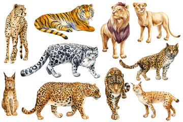 Wild cats set, animals watercolor painting. leopard, jaguar, lynx, lion, tiger and snow leopard. Wildlife animal clipart © Hanna
