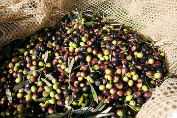 Olive harvest on a plantation. Italy.