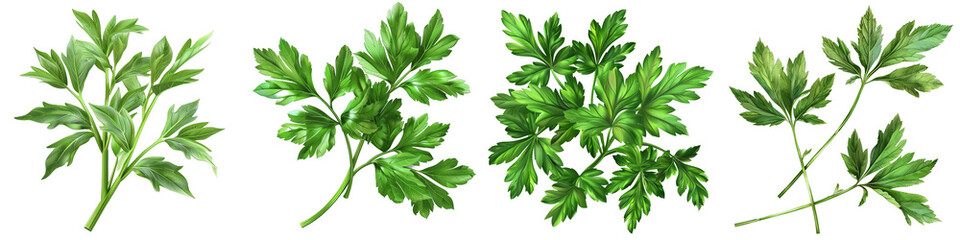 Fototapeta premium Parsley Sprigs Collection - Five Isolated Green Herb Branches on White Background, Png File