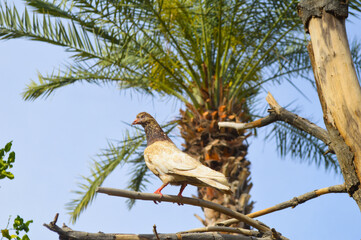 Close up of pigeon on tree dry branch, street bird animal background