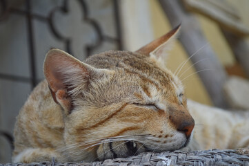 close up of a cat sleeping