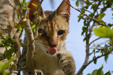 cute blind cat on a tree, kitten garden natural background