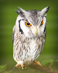 Scops Owl sitting in a tree with it's camouflage coat of feathers