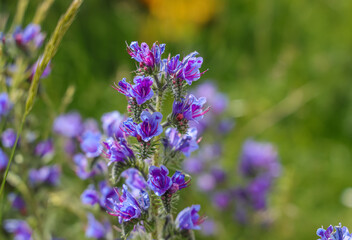 Echium vulgare, known as viper's bugloss and blueweed, is a species of flowering plant in the borage family Boraginaceae. 