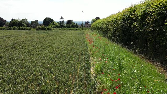 Red Field Poppies growing in an Arable Field Margin at the edge of a field of barley by a footpath. June, Kent, UK	