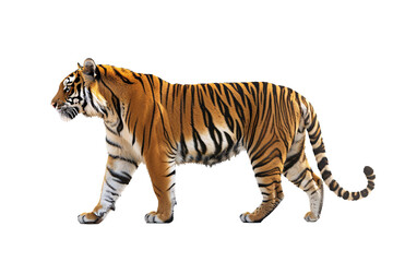 Obraz premium a tiger walking on a white background