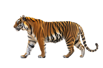 a tiger walking on a white background