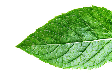 Obraz premium a close up of a leaf