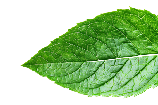 a close up of a leaf