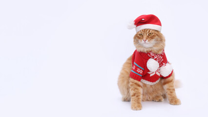 Ginger Santa Claus 
cat wearing festive red sweater sitting against white background. Holiday theme, Christmas pet portrait, winter celebration. Cat in Santa Claus xmas red hat. Merry Christmas. 