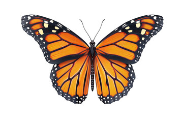 Fototapeta premium a butterfly with black and orange wings