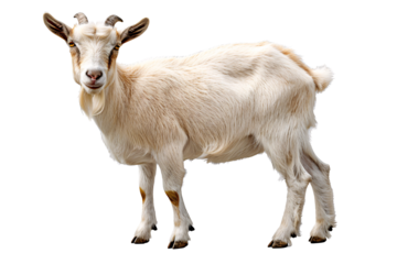 a white goat with horns