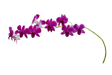 Close-up of a bouquet of bright purple orchids in Thailand, isolated on a transparent background...