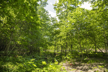 Obraz premium 緑が美しい北海道の森林