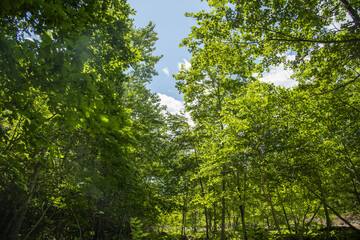 緑が美しい北海道の森林