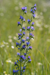 Echium vulgare, known as viper's bugloss and blueweed.Place for text.
