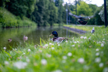duck and bird on the grass