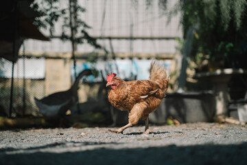 At the chicken farm nestled in the heart of nature, animals roam freely, grazing on the lush vegetation, ensuring they eat well and live harmoniously.