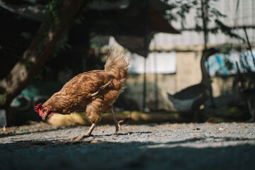 At the chicken farm nestled in the heart of nature, animals roam freely, grazing on the lush vegetation, ensuring they eat well and live harmoniously.