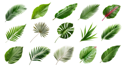Tropical leaf png cut out set
