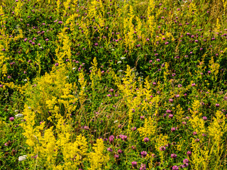 Yellow bedstraw and other wildflowers.