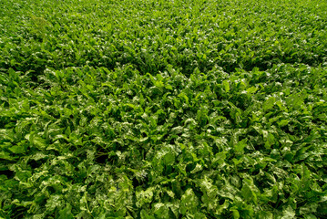 from the top point, green leaves of sugar beet in the field and a technical trail