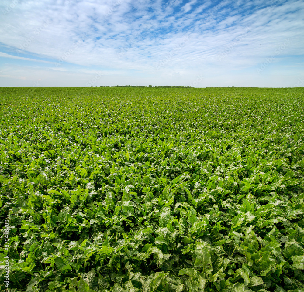 Wall mural sugar beet field in july ripen, beautiful sky above it