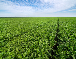 rows in a sugar beet field, green leaves of gorse.