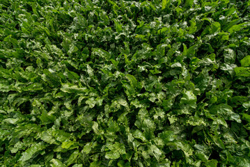 top view on sugar beet field plant