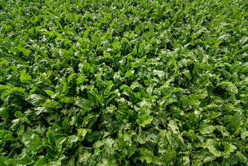 green leaves close up at sugar beet field in summer time