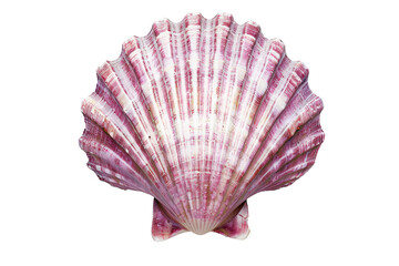 a close up of a shell