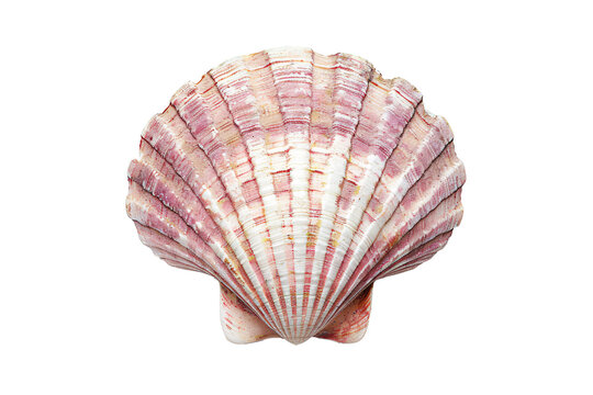 a close up of a shell
