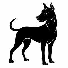 black and white dog