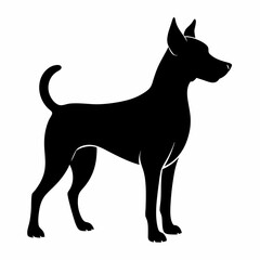 black and white dog
