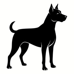 black and white dog