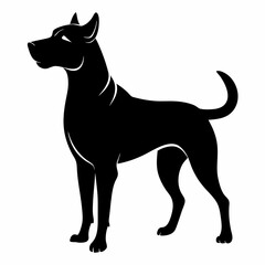 black and white dog